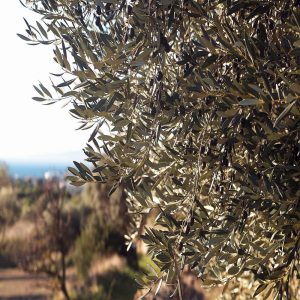 Oleoturisme: Ruta de trulls de l'oli de l'Empordà (llistat de trulls)