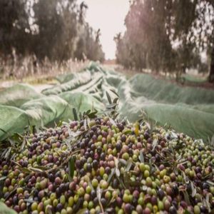 Oleoturisme: Visites A DOP Siurana