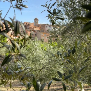 Oleoturisme: Introducció al món de l'oli a Priorat