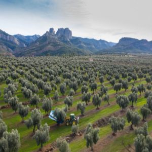 Oleoturisme: Endinsa't al món de l'oli (visita al molí + tast guiat)