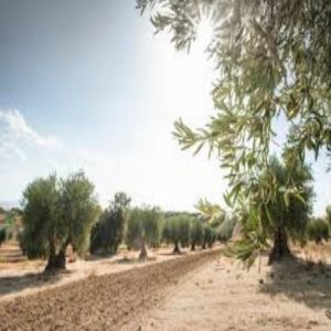 Oleoturisme: Visita gurmet a Falset-Marçà