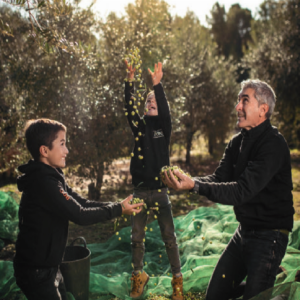 Oleoturisme: Collita d'olives i tast d'olis