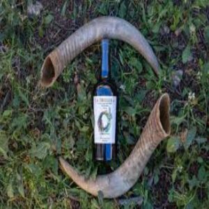 Oleoturisme: Agricultura biodinàmica La Trullola i tast d'olis a Priorat