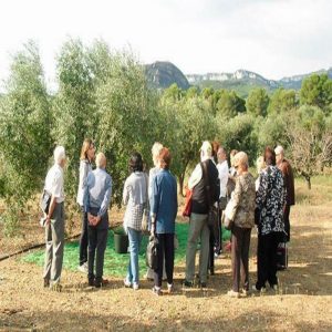 Oleoturisme: Viu la terra origen AOVE