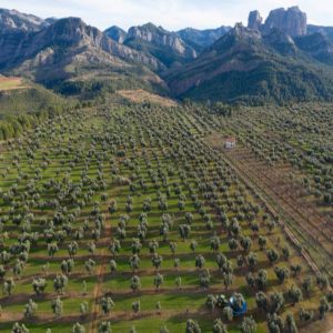 Oleoturisme: Gaudeix de l'oli entre oliveres centenàries