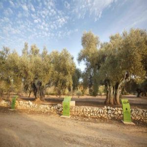 Oleoturisme: Visita al molí de la Serra d'Almos i tast d'olis