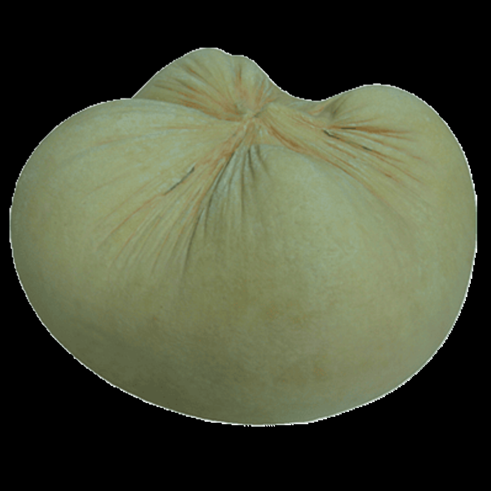 Formatge d’ovella Lligat d’ovella de Camps